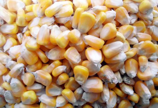 玉米干粮 霉变≤1% 杂质很少