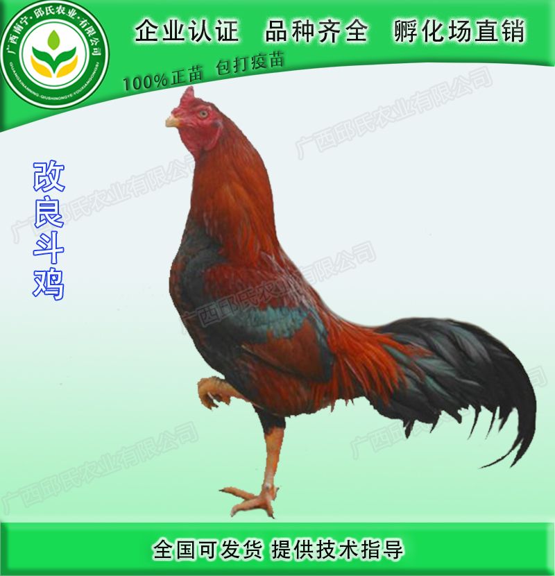 【斗鸡苗批发】斗鸡苗 价格3.5元/只 300只起批
