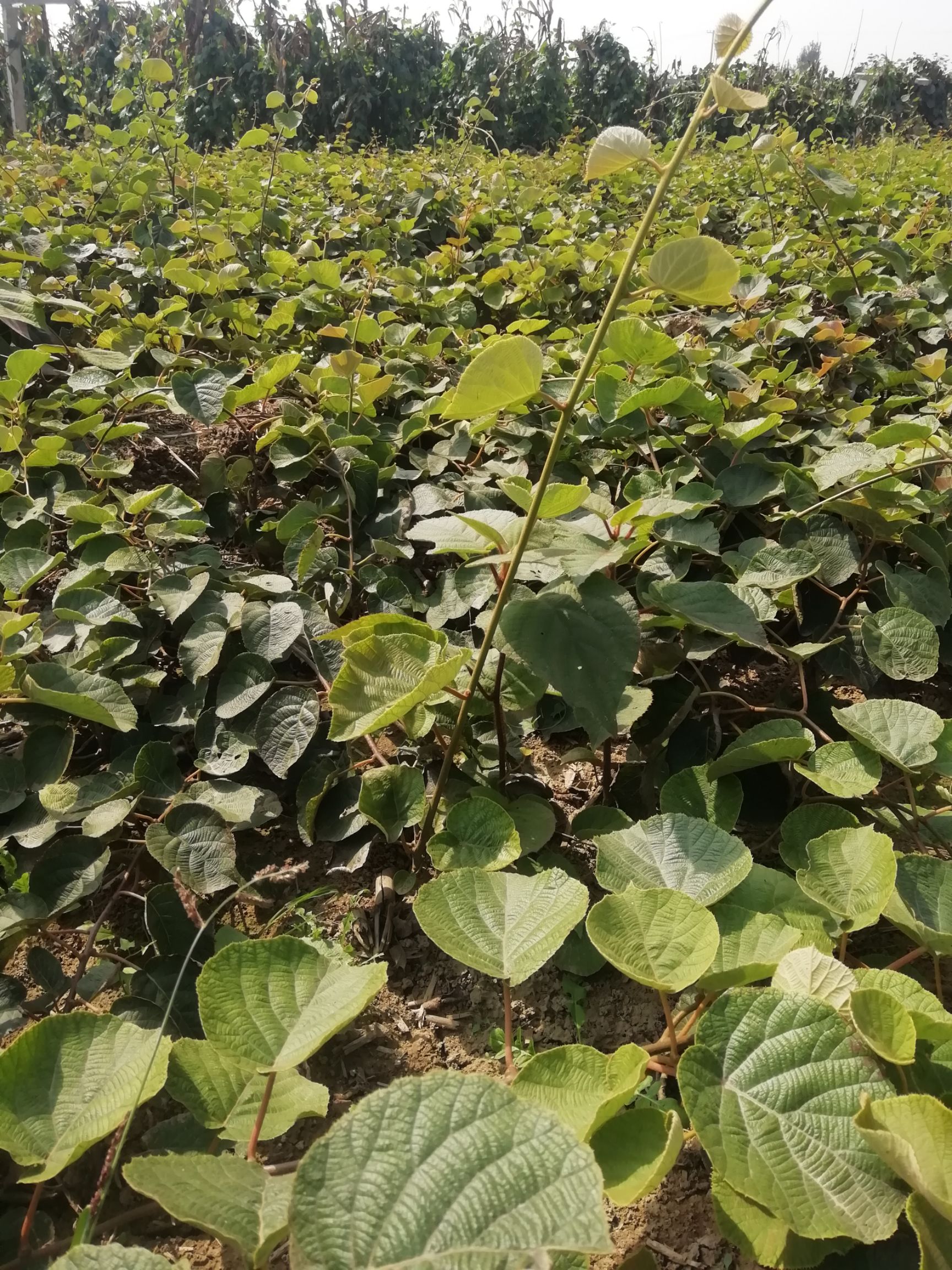 金福猕猴桃苗 嫁接苗