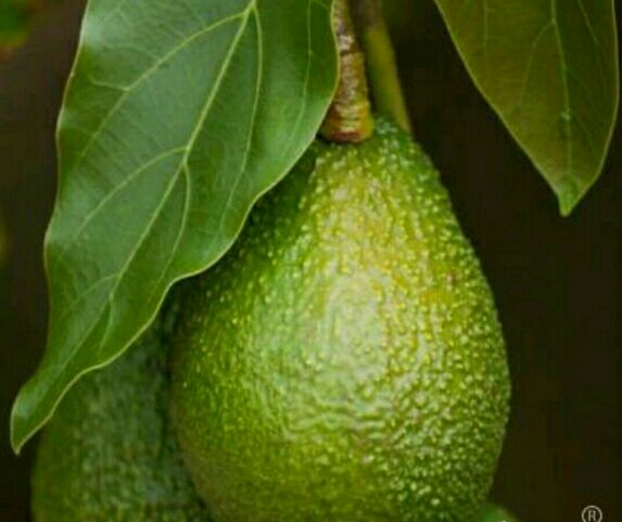 牛油果苗 0.5米以下