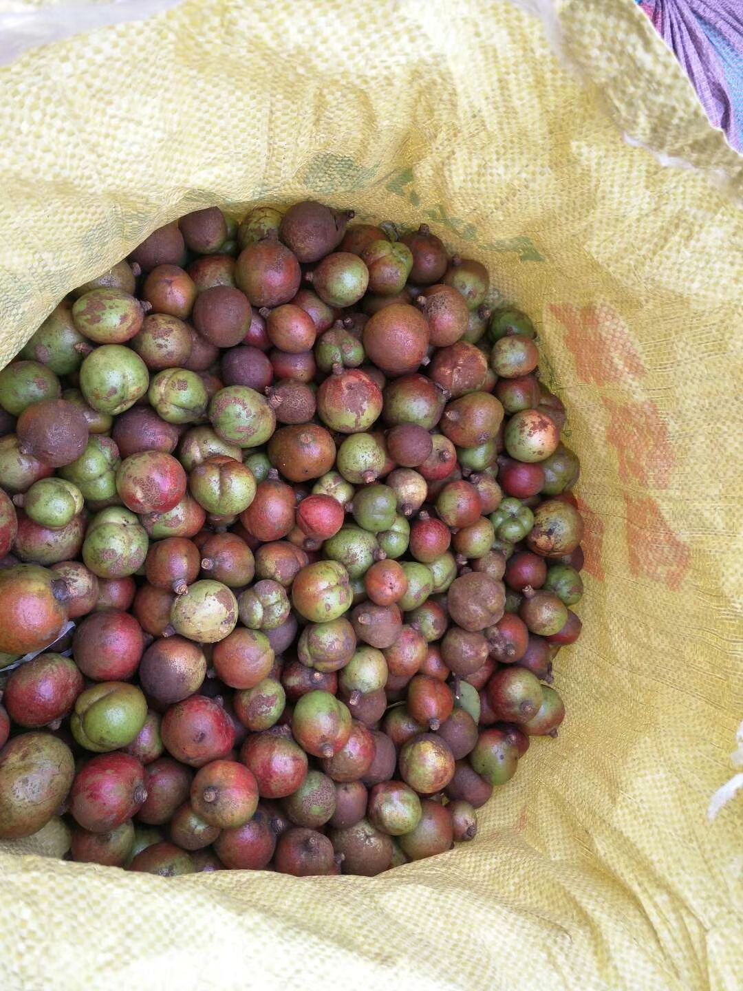 【野生山茶油批发】野生山茶油价格2元\/斤 10