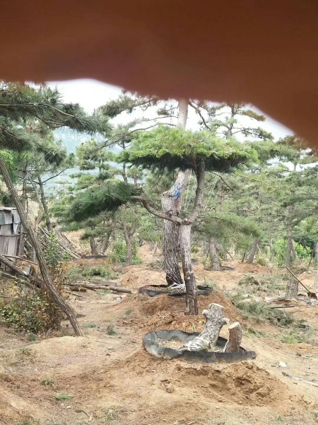 东北油松 造型松