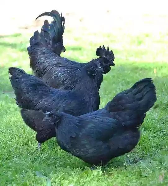 黑羽乌鸡 3-4斤