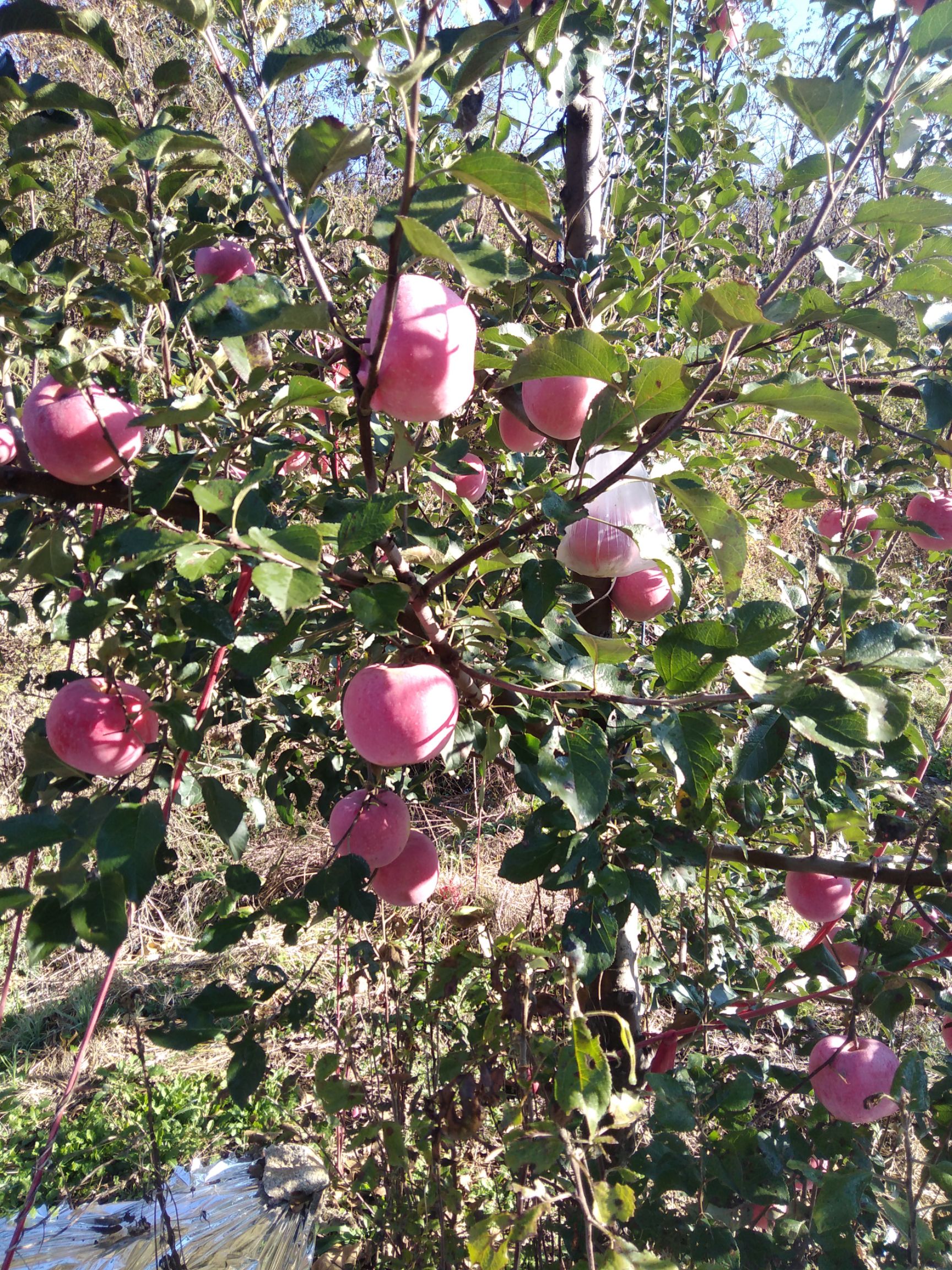 红富士苹果 纸+膜袋 全红 65mm以上