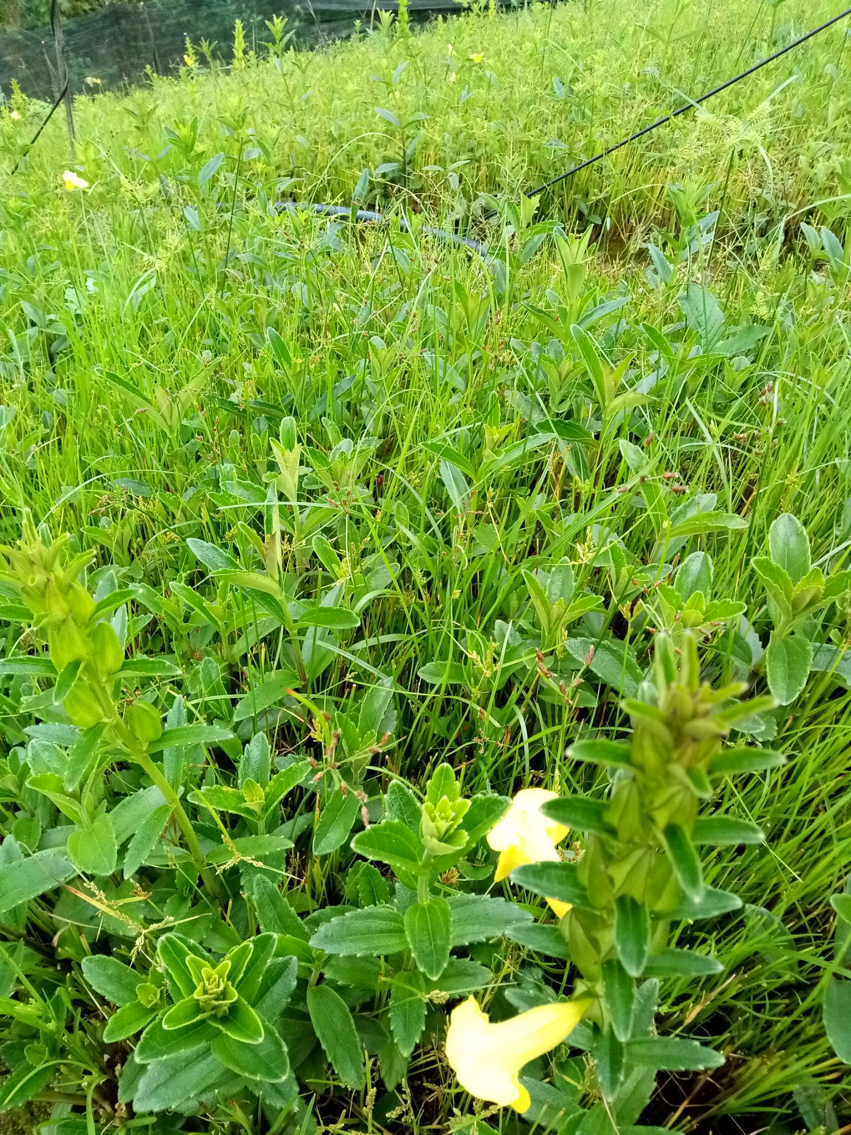 红根野蚕豆苗