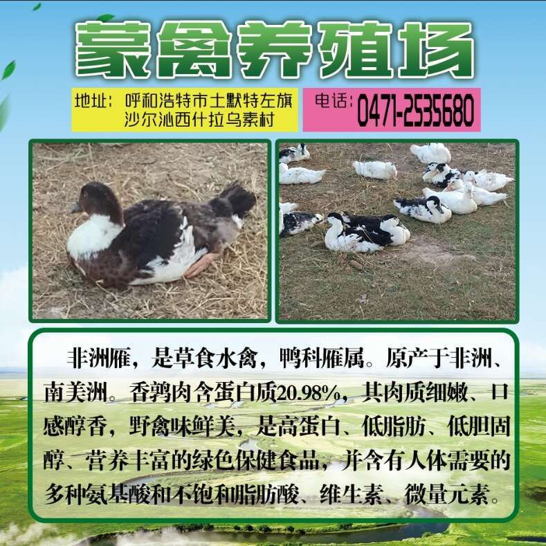 非洲雁 