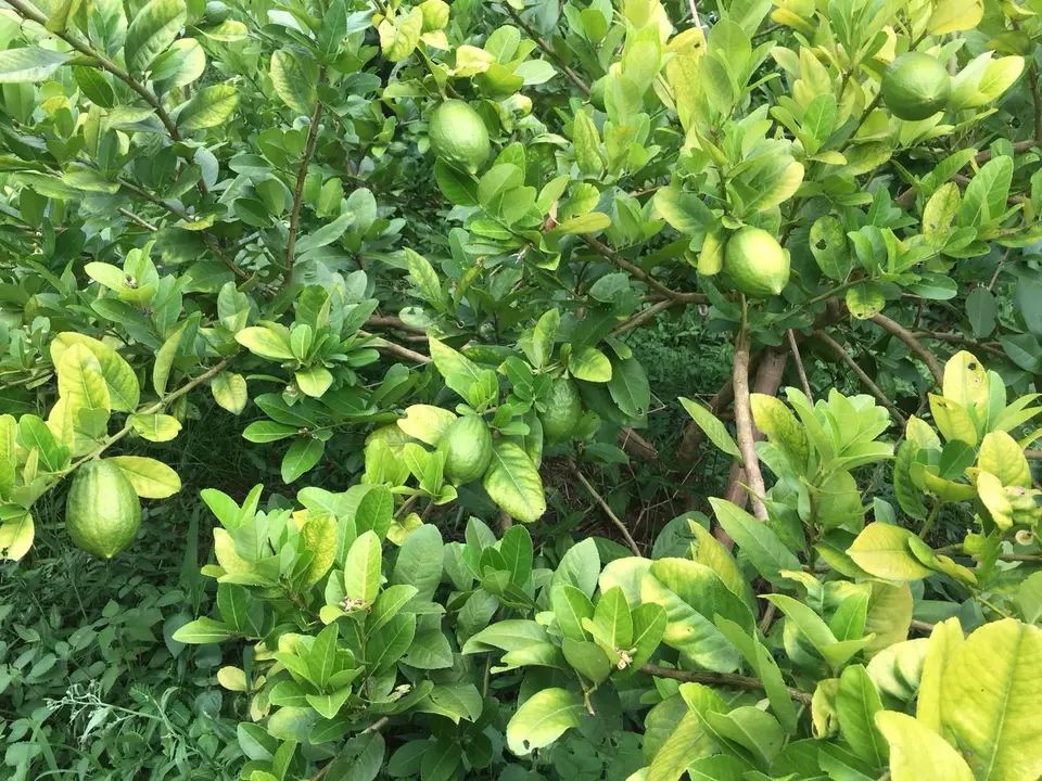 海南台湾香水柠檬果园基地直发 货源充足 无籽香水柠檬不苦