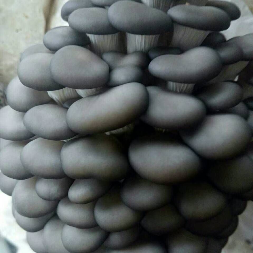 平菇菌种