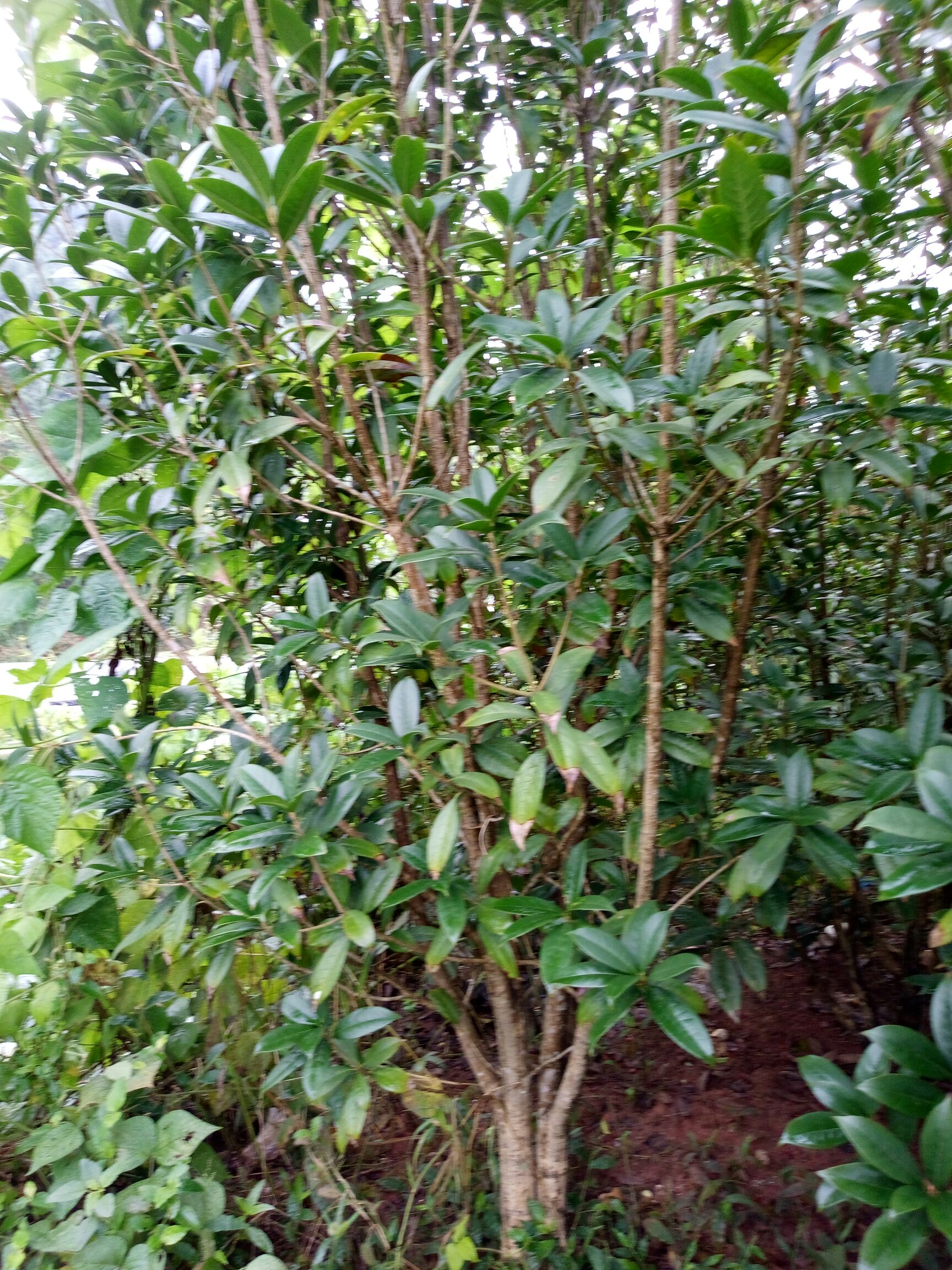 桂花树 