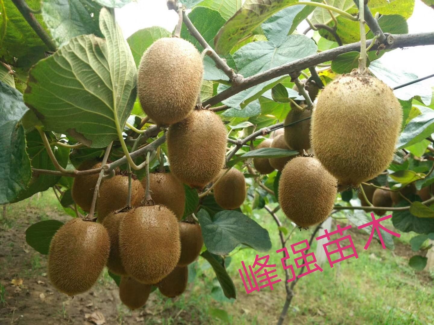 山东泰安市岱岳区徐香猕猴桃苗最新产地行情趋