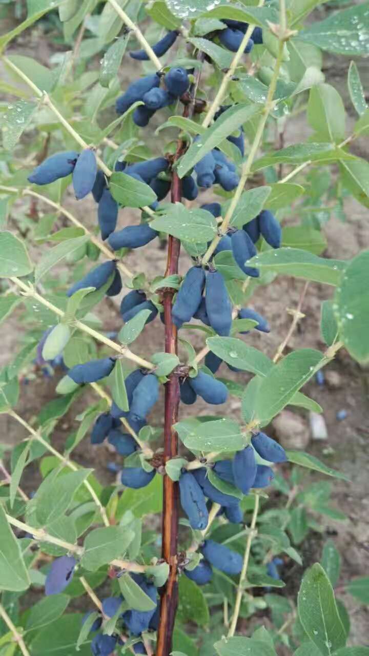 【蓝靛果苗批发】蓝靛果苗价格5元\/株 100株起
