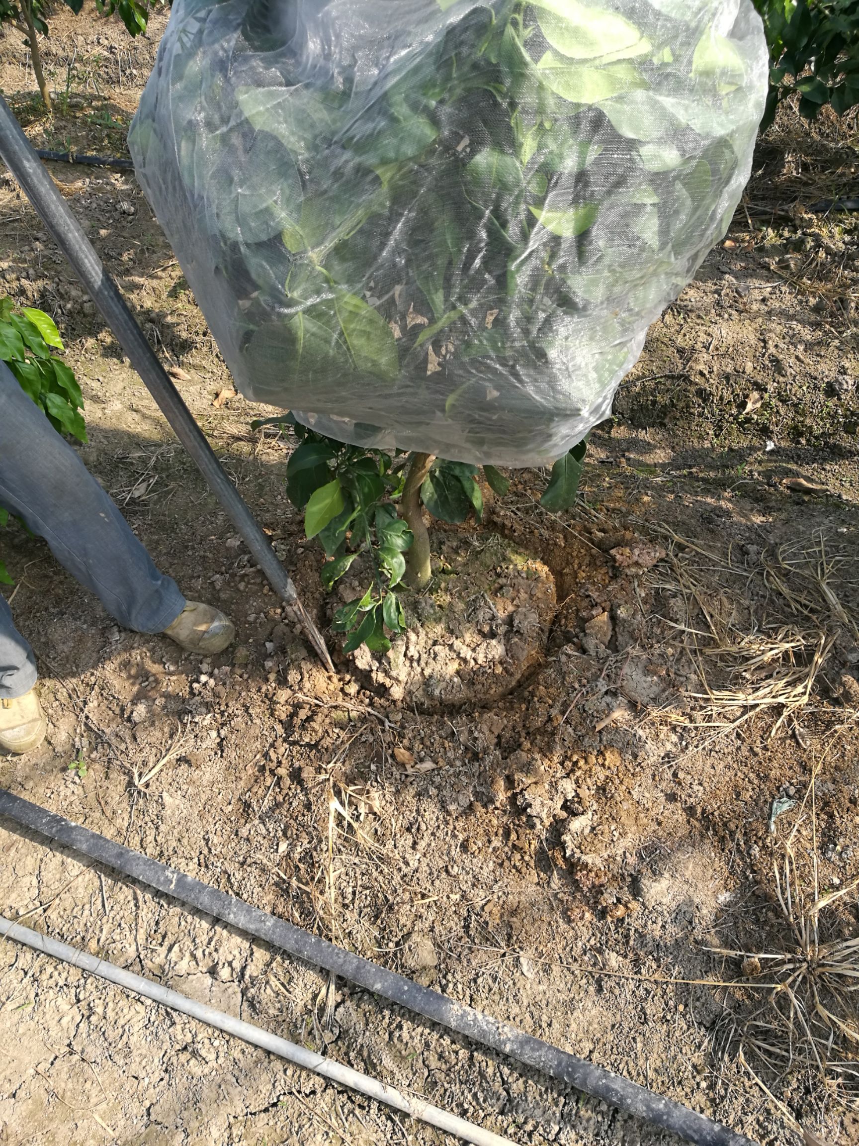 甘平柑橘苗 挂果树 1.5~2米
