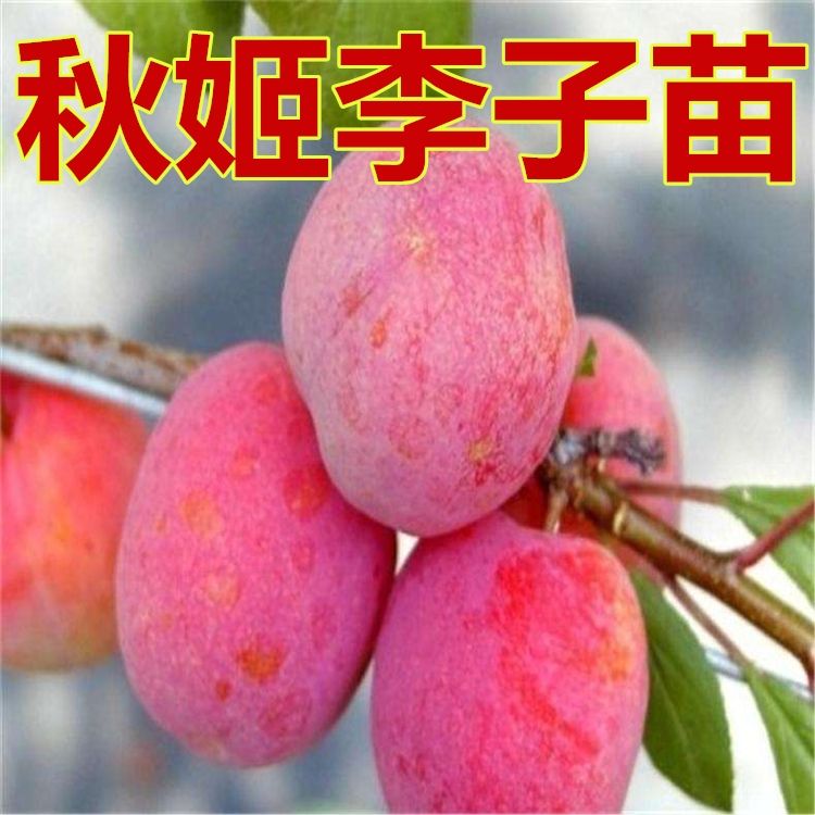 李子树苗批发_李子树苗供应_李子树苗价格 惠农网