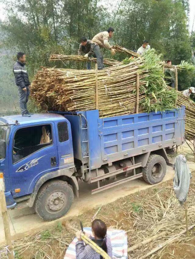 广东江门市新会区黄皮果蔗最新产地行情趋势|