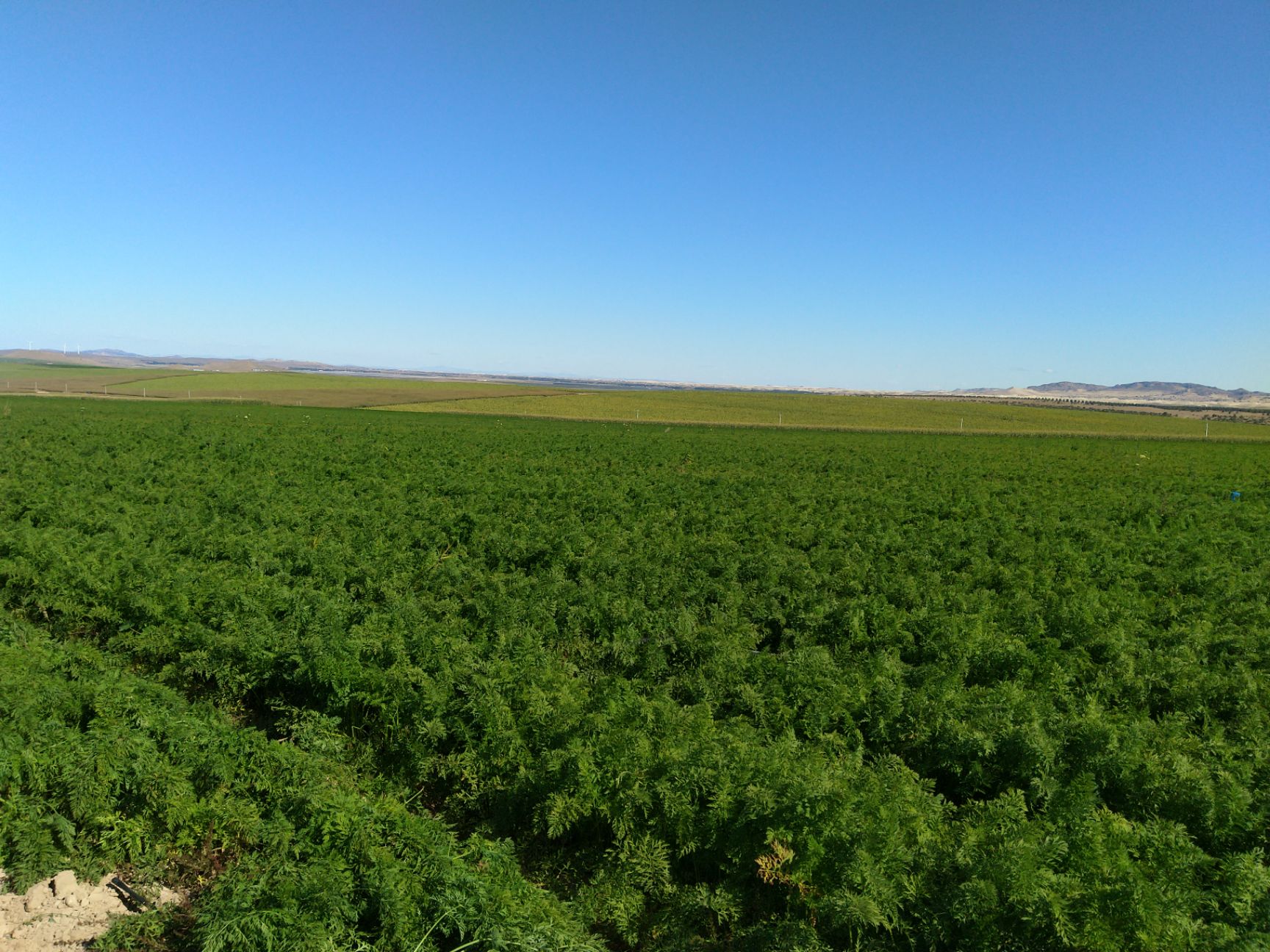 【紫胡萝卜种子批发】紫胡萝卜种子价格0.01元