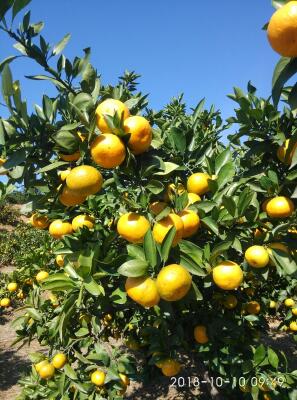 蜜桔 6.5 - 7cm 2 - 3两