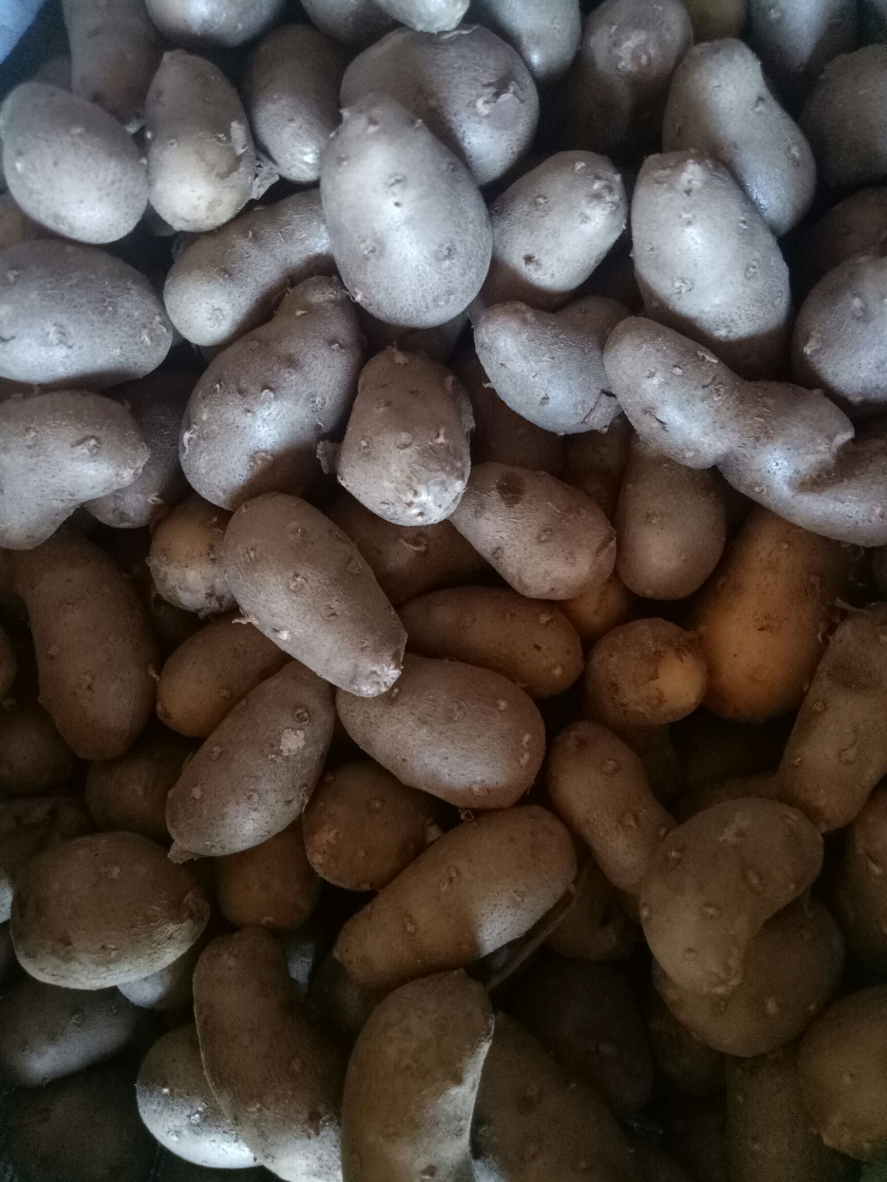 山东聊城市莘县山药豆最新产地行情趋势|产地