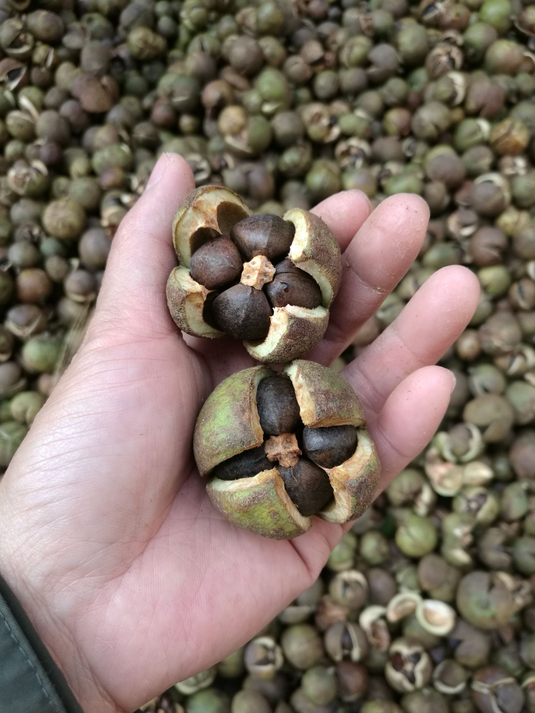 野山茶籽
