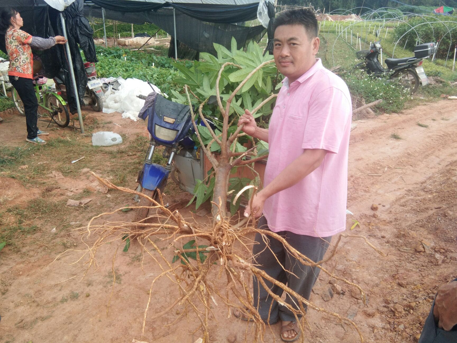 五指毛桃苗欢迎到实地看苗购苗购满一百送一