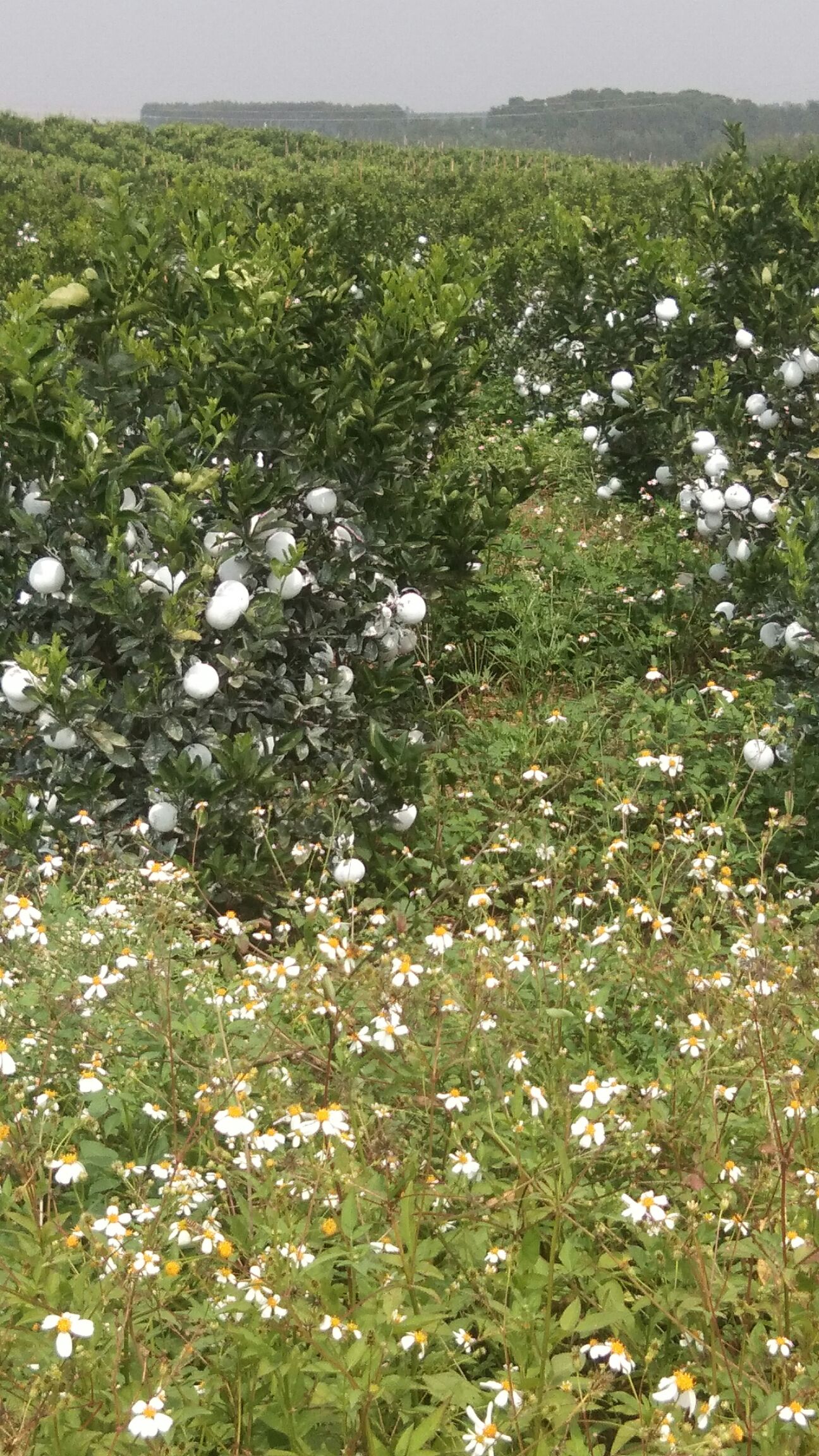 云南玉溪市红塔区茂谷柑最新产地行情趋势|产