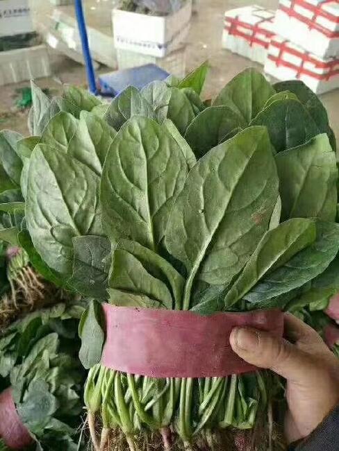 大叶菠菜 20~25cm图片