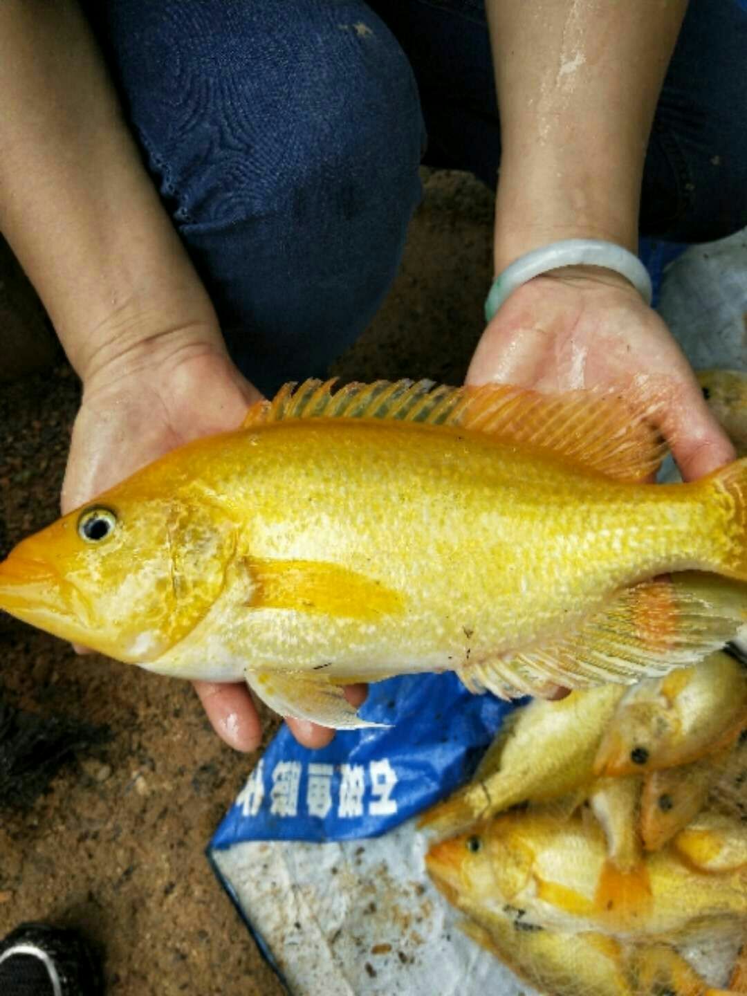 黄金石斑鱼 人工养殖 0.5公斤以下