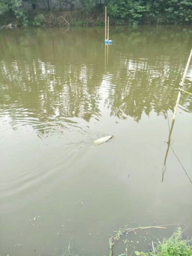 湖南省娄底市双峰县池塘草鱼最新产地行情趋势