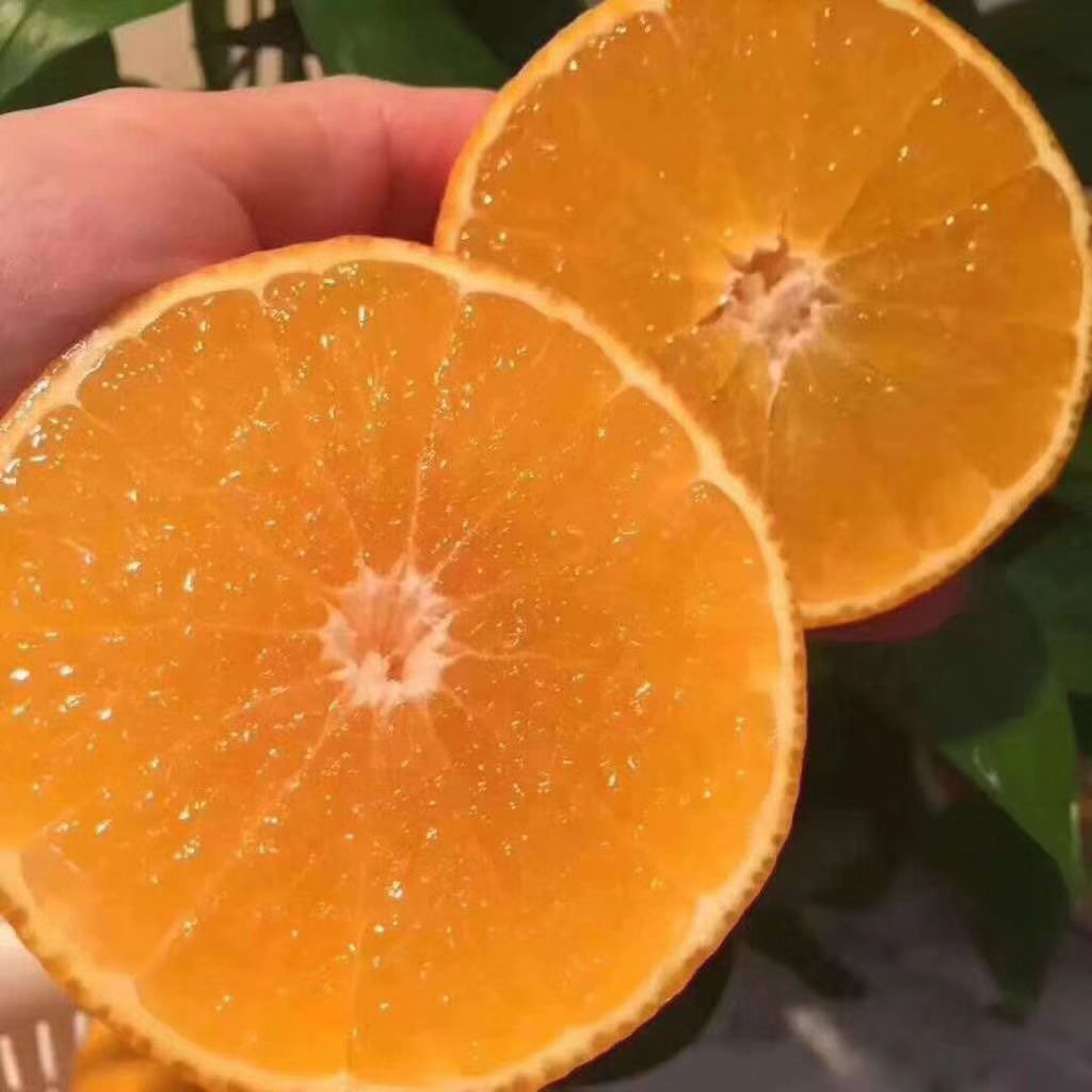 红美人柑橘苗 嫁接苗 0.5~1米