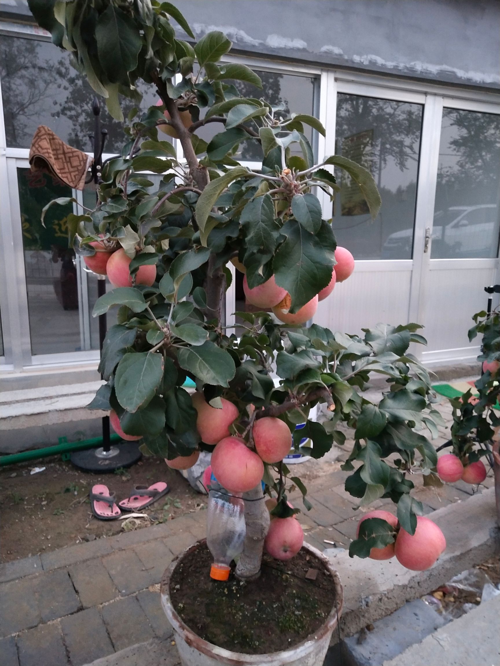 山东果树盆景批发_山东果树盆景供应_山东果