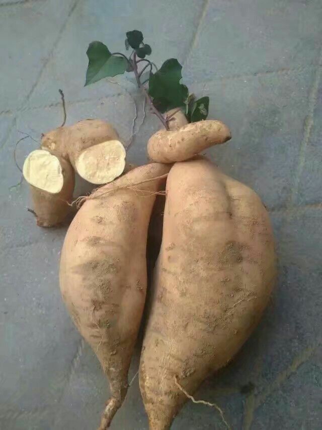 红香蕉红薯 黄皮 6两~1斤