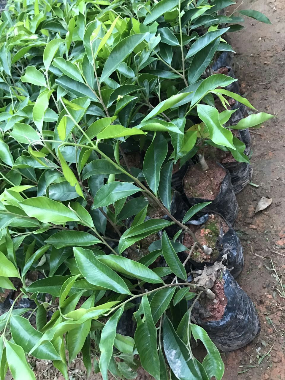 奇楠沉香树