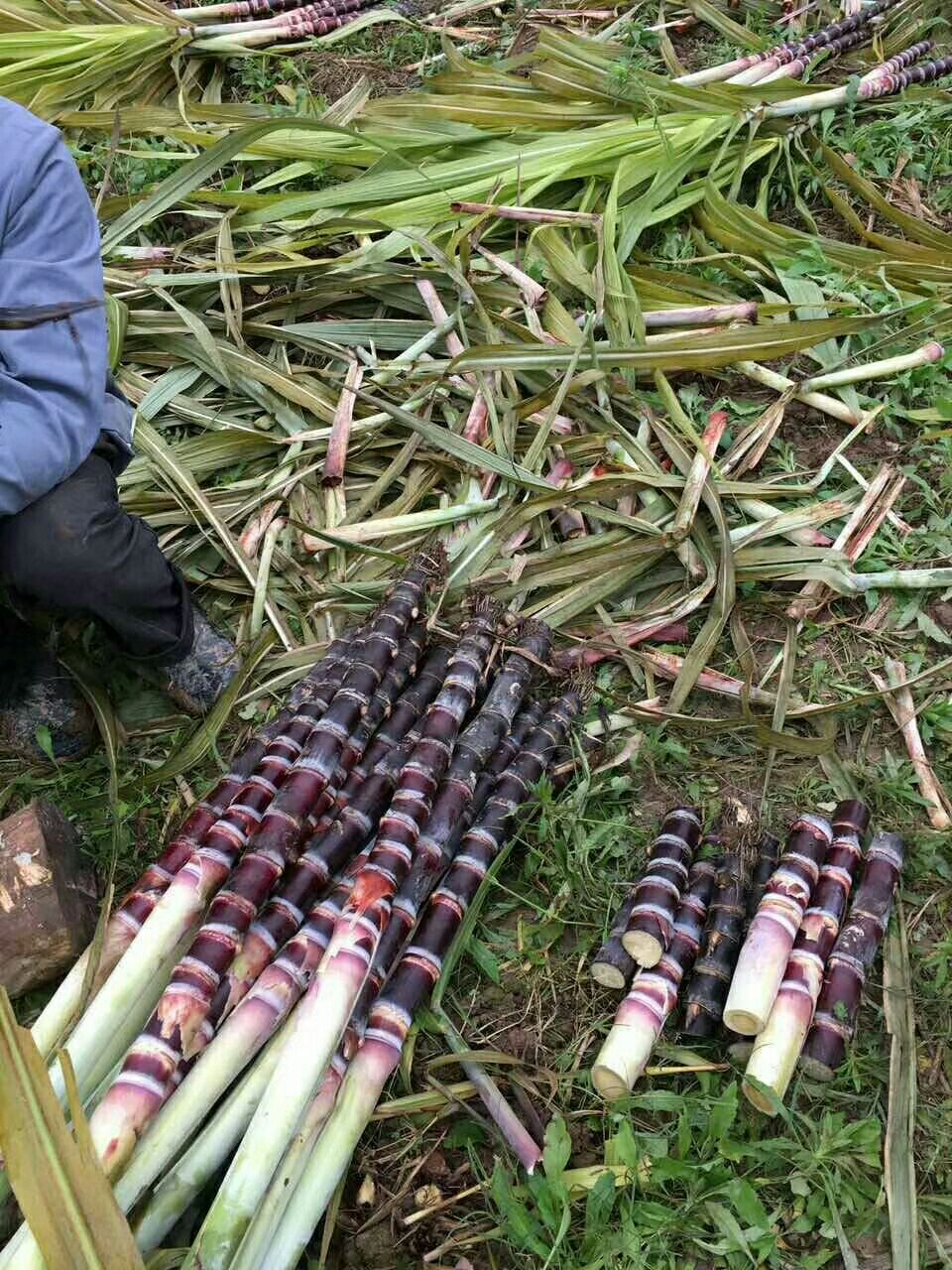 【甘蔗种子批发】甘蔗种子价格1.5元\/包 1000包起批