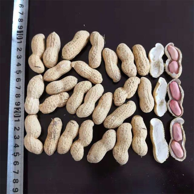 花生种子