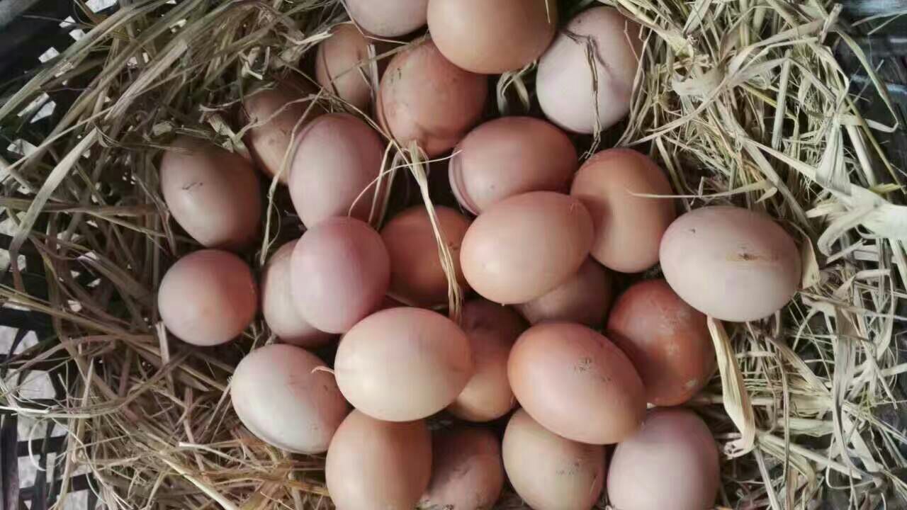 海兰褐蛋鸡苗