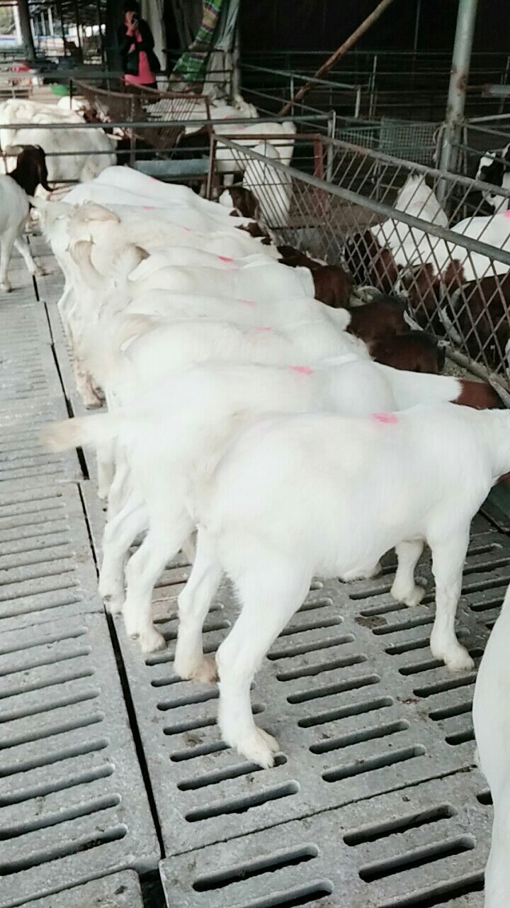甘肃庆阳市环县白山羊最新产地行情趋势|产地