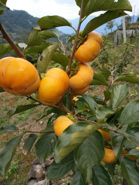 日本甜柿 2 - 3两以上