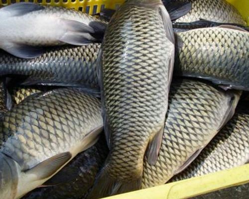 广东韶关市曲江区池塘草鱼最新产地行情趋势|