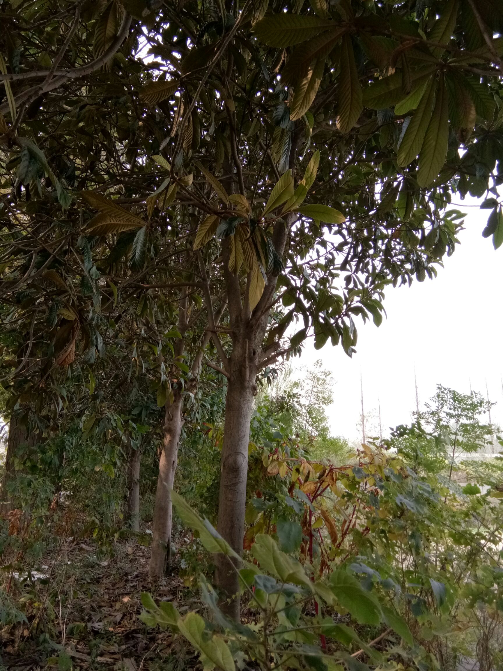 塘栖白沙枇杷树