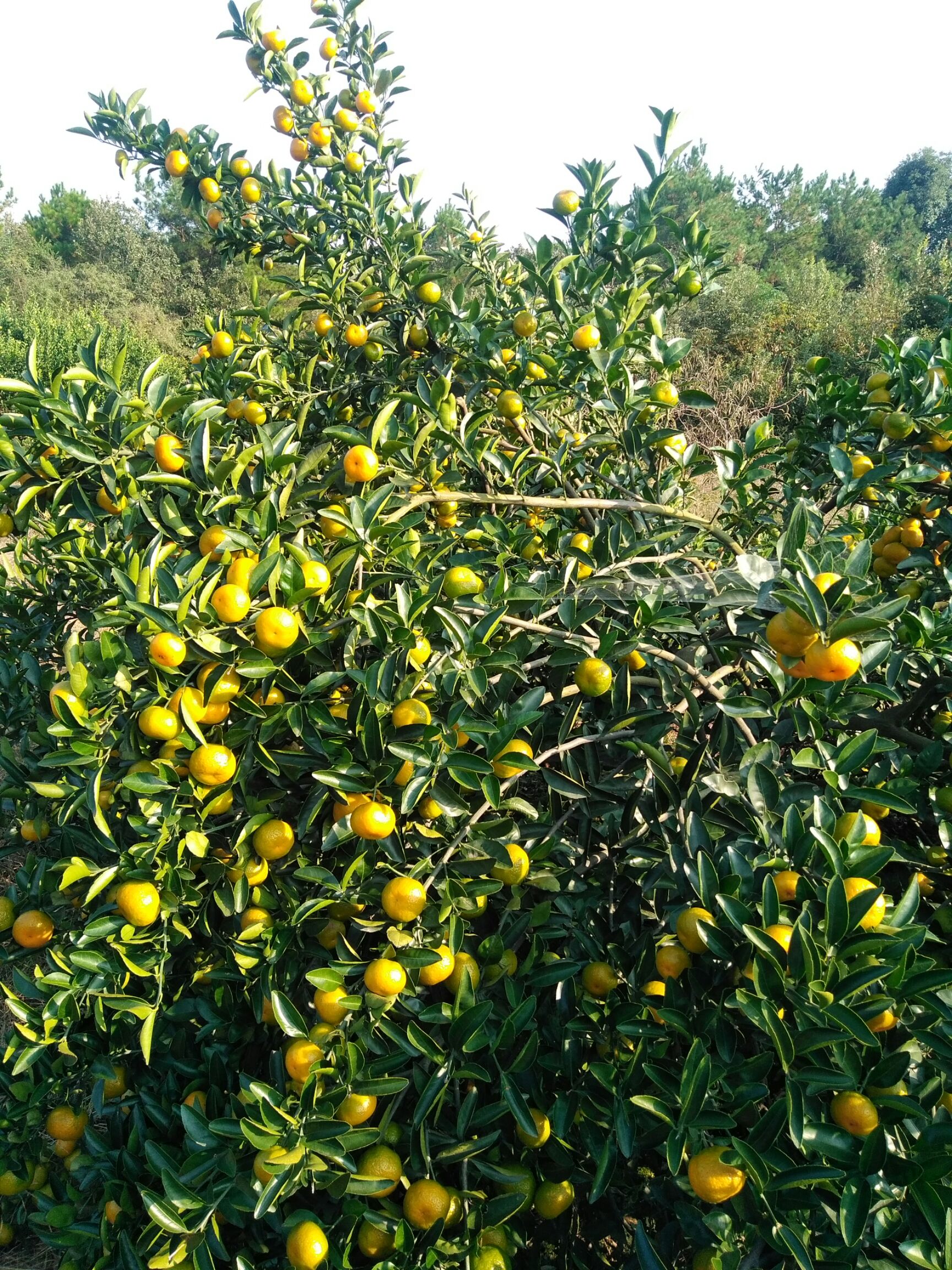 广东省广州市萝岗区农产品价格丨行情走势