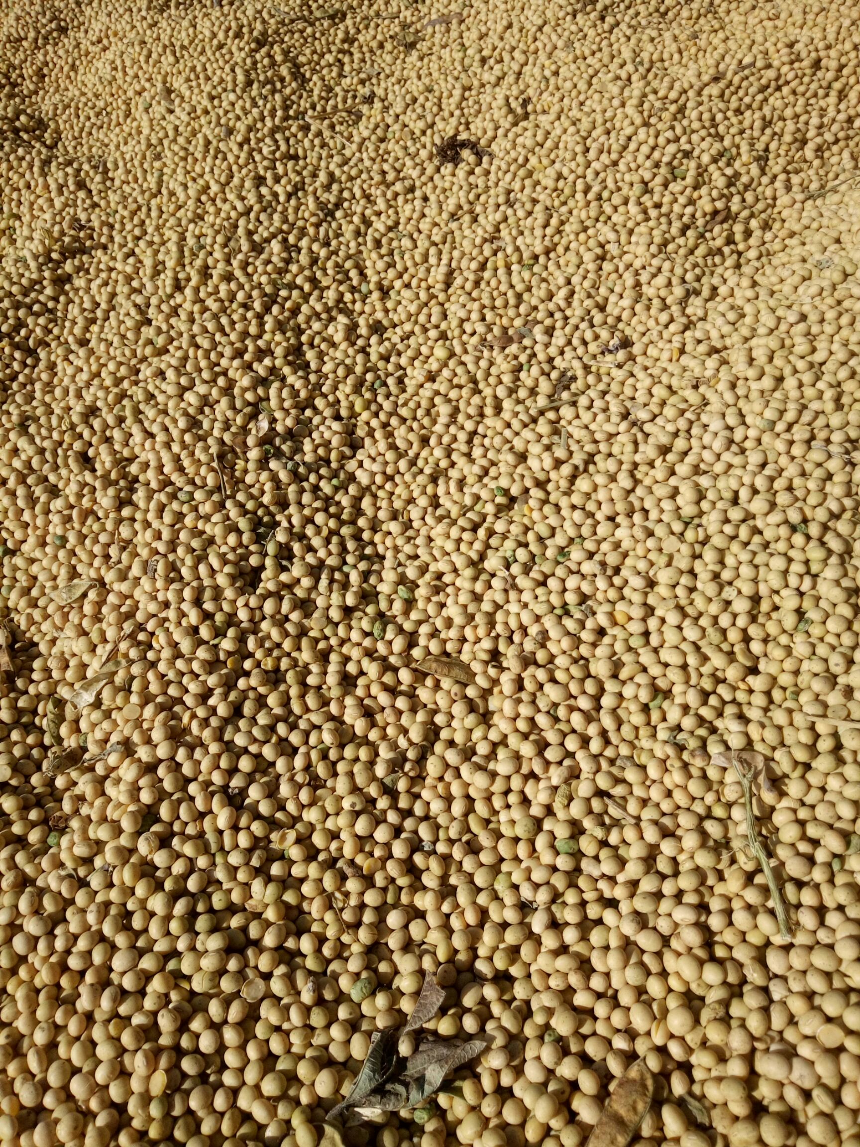 黄豆种子