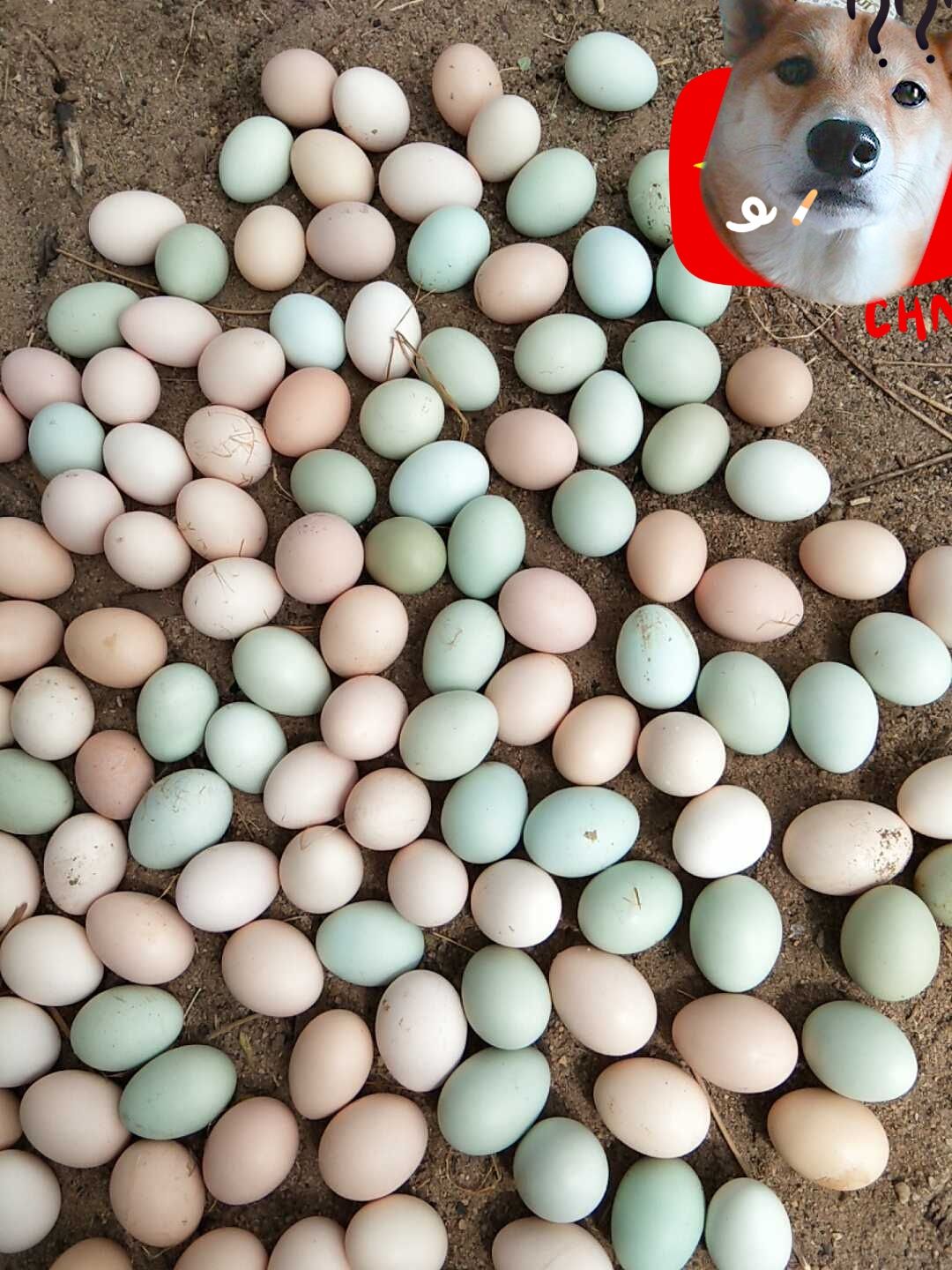 山东省聊城市莘县土鸡蛋最新产地行情趋势|产