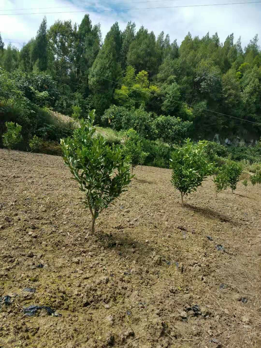 濑户见柑桔苗 挂果树 1.5~2米