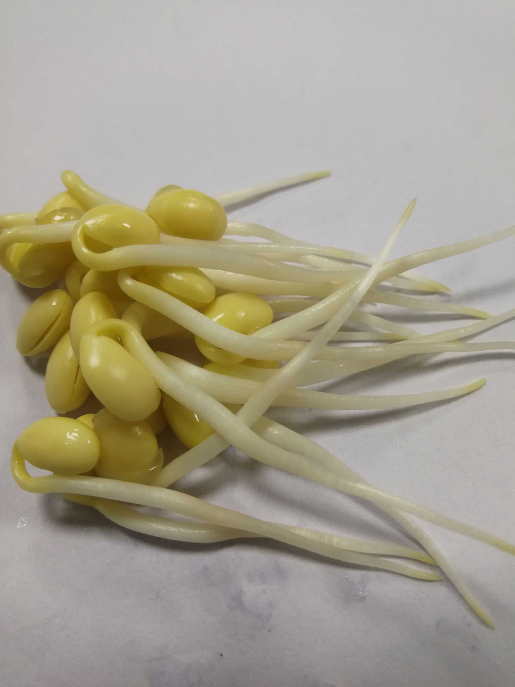 小金黄豆芽 箱装
