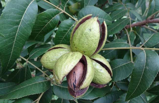 碧根果苗 当年挂果树