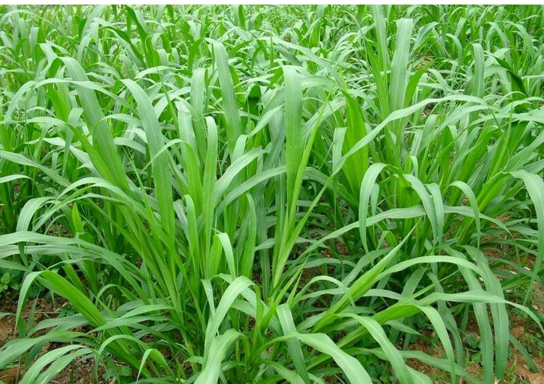 【皇竹草种批发】皇竹草种价格20元\/斤 1斤起