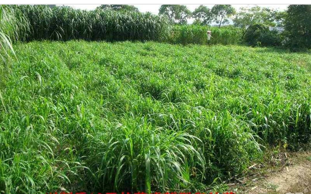 【皇竹草种批发】皇竹草种价格20元\/斤 1斤起