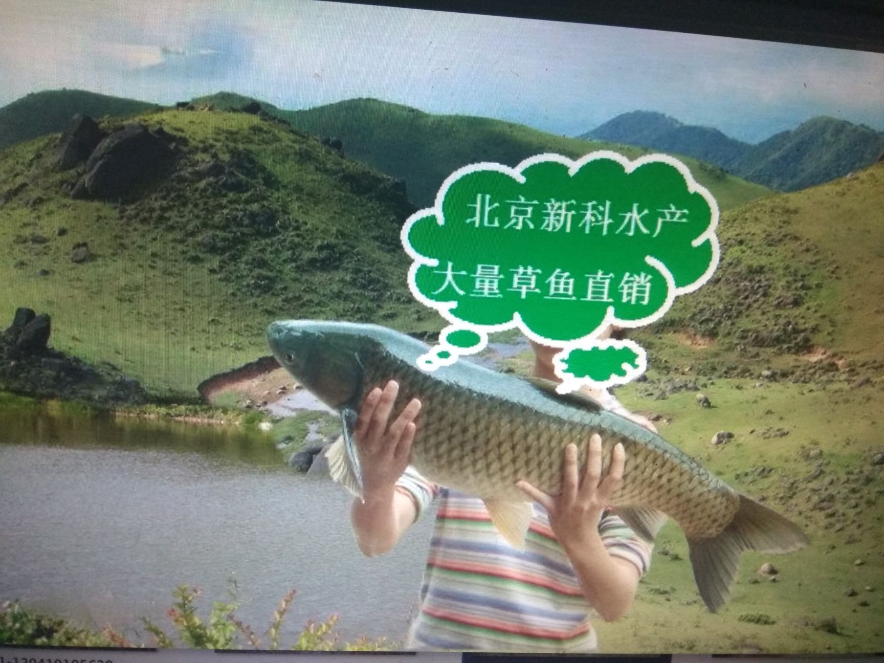 云南昭通市昭阳区草鱼苗最新产地行情趋势|产