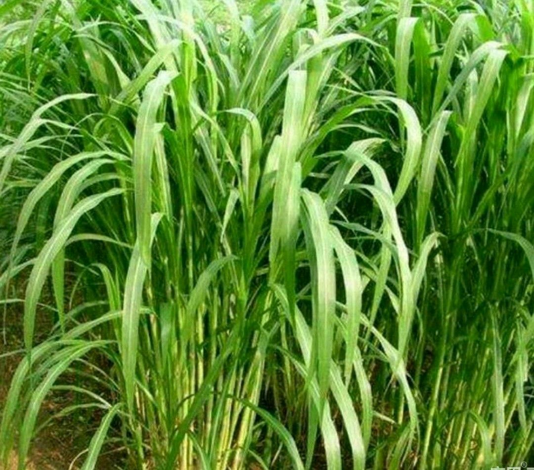 【皇竹草种批发】皇竹草种价格20元\/斤 1斤起