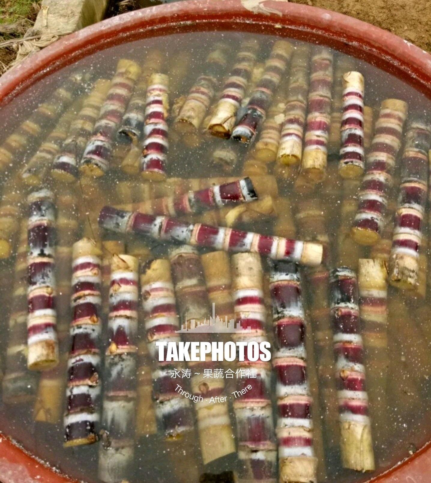 【甘蔗种子批发】甘蔗种子价格100元\/包 16包起批