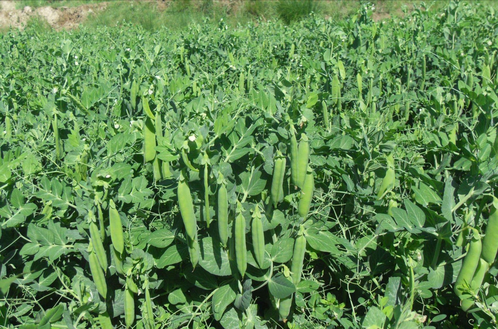 长寿仁豌豆 5-7cm 饱满